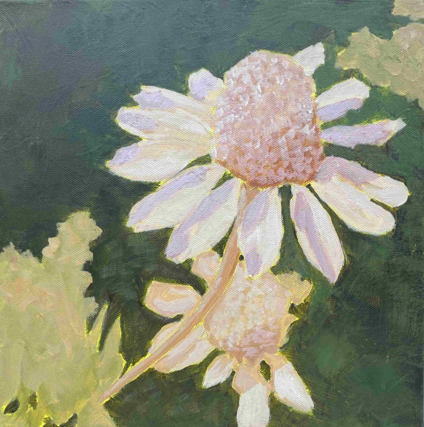 Chamomile: Serenity